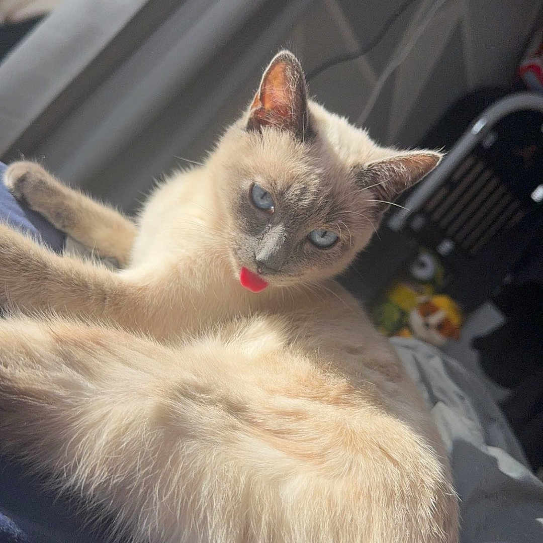 Shannel participe au concours pour gagner de l'argent avec cette photo : abyssinian, angora, animal, cat, kitten, manx, person, pet, siamese