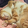 animal, blanket, cat, cozy, cute, domestic_cat, fur, indoor, mammal, orange_cat, paw, paws, pet, pink_paw_pads, relaxed, resting, sleeping, soft, whiskers, white_fur