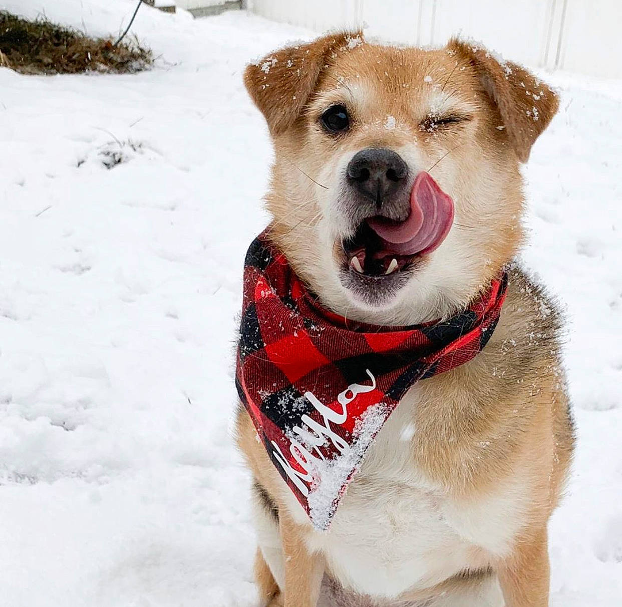 Kayla joined the competition — help win amazing prizes! adventure, canidae, carnivore, collar, companion_dog, dog, dog_breed, dog_clothes, dog_collar, fawn, labrador_retriever, leash, mammal, rare_breed_dog, sled_dog, snout, snow, sporting_group, winter