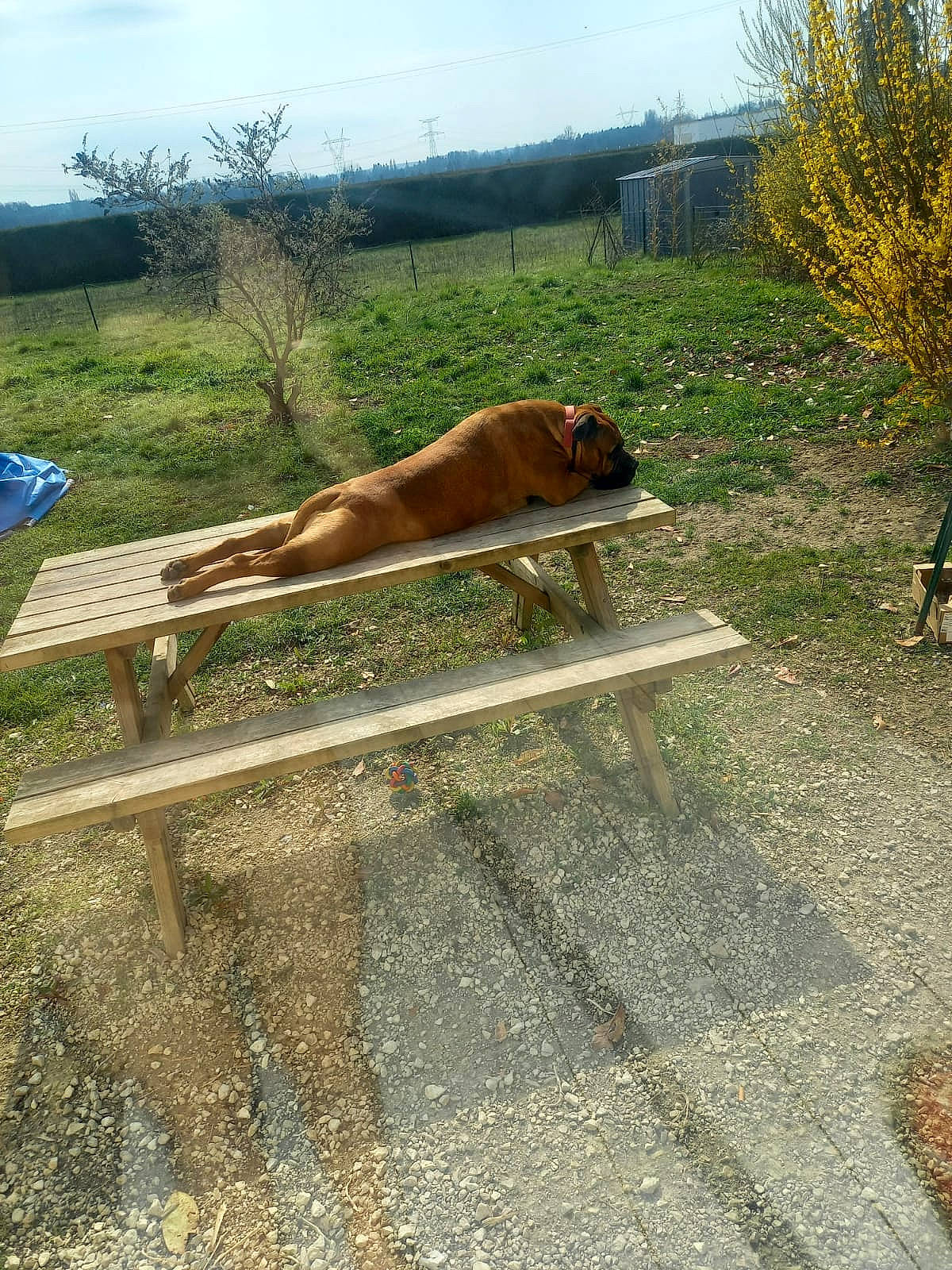 Onyxia participe au concours pour gagner de l'argent avec cette photo : asphalt, carnivore, dog, dog_breed, fawn, fence, grass, grassland, landscape, outdoor_furniture, pasture, plant, road, road_surface, sky, soil, tree, wildlife, wood, working_animal