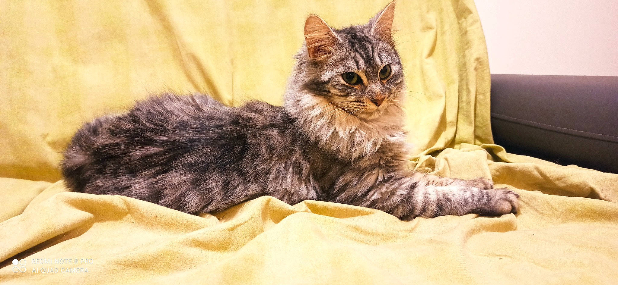 Miaouss a rejoint le concours — aidez-le/la à gagner de superbes lots ! bed, carnivore, cat, cat_supply, claw, comfort, domestic_short_haired_cat, eye, felidae, fur, maine_coon, paw, sitting, small_to_medium_sized_cats, snout, tail, terrestrial_animal, tree, whiskers, wildlife