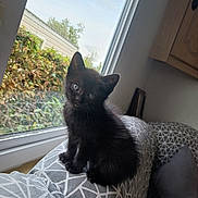 Cesar participe au concours pour gagner de l'argent avec cette photo : animal, black_cat, cat, couch, cozy, curious, cute, domestic_animal, feline, home, indoor, kitten, natural_light, patterned_fabric, pet, resting, small, sofa, window, young_cat