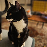 Darling a rejoint le concours — aidez-le/la à gagner de superbes lots ! cat, black_and_white, pet, indoor, feline, curious, cushion, living_room, soft_focus, domestic, fur, whiskers, ears, tail, cozy, home, furniture, relaxed, seated, animal