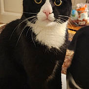 Charlie participe au concours pour gagner de l'argent avec cette photo : cat, tuxedo_cat, pet, indoor, curious, alert, yellow_eyes, black_and_white, whiskers, soft_surface, feline, animal, domestic_cat, sitting, front_paws, close_up, companion, household, curtain, background