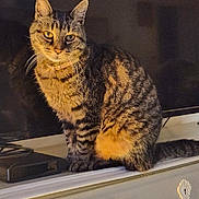 Mina a rejoint le concours — aidez-le/la à gagner de superbes lots ! cat, tabby, striped, pet, indoor, table, furniture, domestic, animal, whiskers, ears, sitting, looking, face, fur, collar, home, decor, warm_light, television