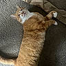 Lloyd joined the competition — help win amazing prizes! cat, orange_tabby, carpet, paper, stretching, pet, feline, indoor, fur, whiskers, paw, tail, relaxed, cute, animal, domestic, mammal, looking, texture, crumpled_paper
