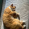 Lloyd joined the competition — help win amazing prizes! cat, orange_cat, white_cat, sleeping, nap, pet, indoor, mat, texture, fur, cozy, relaxed, animal, whiskers, paw, sunlight, shadow, resting, feline, cute
