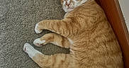 Lloyd is registered to the contest to win money with this photo: cat, orange_tabby, white_paws, carpet, floor, wooden_baseboard, indoor, pet, feline, relaxed, lying_down, fur, whiskers, animal, mammal, cute, resting, domestic_cat, side_view, cozy