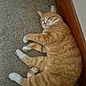 cat, orange_tabby, white_paws, carpet, floor, wooden_baseboard, indoor, pet, feline, relaxed, lying_down, fur, whiskers, animal, mammal, cute, resting, domestic_cat, side_view, cozy