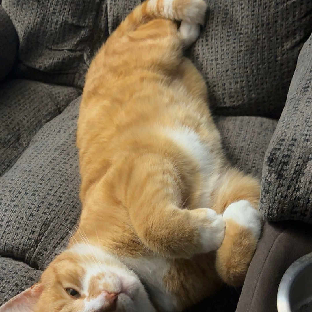 Lloyd