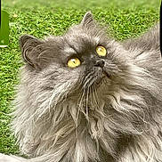 Thémis a rejoint le concours — aidez-le/la à gagner de superbes lots ! cat, fluffy, gray, golden_eyes, grass, outdoor, pet, animal, lock_screen, time_overlay, date_overlay, portrait, close_up, fur, relaxing, looking_up, nature, domestic_animal, whiskers, cute