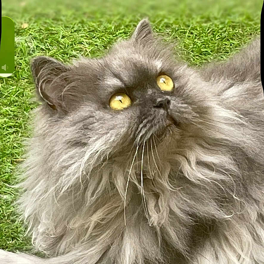Thémis a rejoint le concours — aidez-le/la à gagner de superbes lots ! cat, fluffy, gray, golden_eyes, grass, outdoor, pet, animal, lock_screen, time_overlay, date_overlay, portrait, close_up, fur, relaxing, looking_up, nature, domestic_animal, whiskers, cute