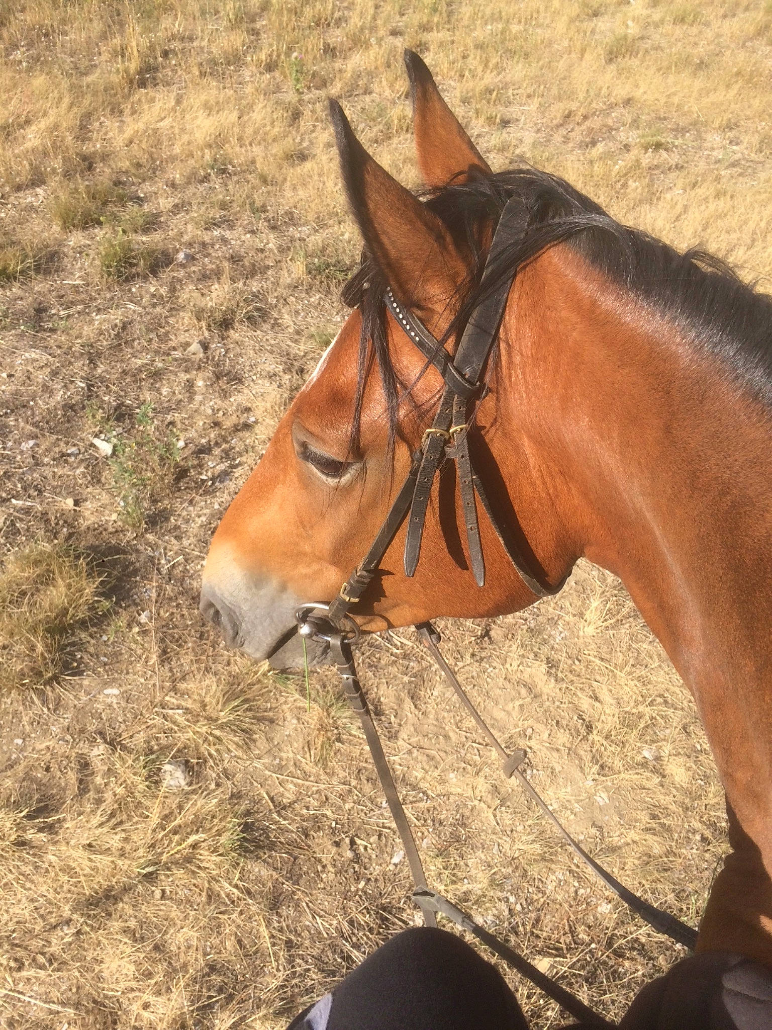 Calice participe au concours pour gagner de l'argent avec cette photo : bit, bridle, ear, halter, horse, horse_harness, horse_supplies, horse_tack, liver, mammal, mane, mare, mustang_horse, neck, pack_animal, rein, snout, sorrel, stallion, vertebrate