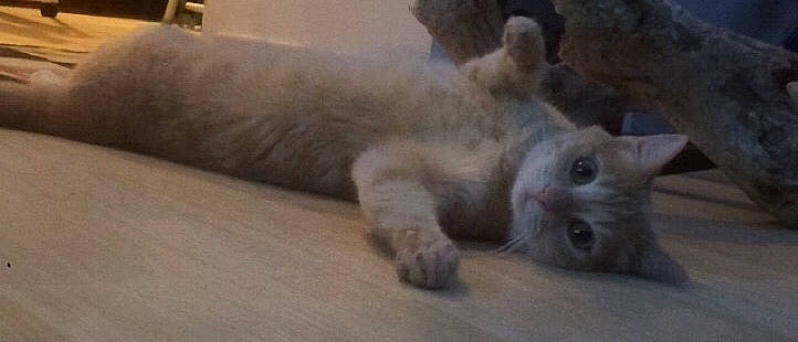 Jace a rejoint le concours — aidez-le/la à gagner de superbes lots ! british_longhair, british_shorthair, carnivore, cat, domestic_short_haired_cat, european_shorthair, fawn, felidae, himalayan, kitten, mammal, munchkin, ragdoll, scottish_fold, small_to_medium_sized_cats, snout, thai, tonkinese, whiskers