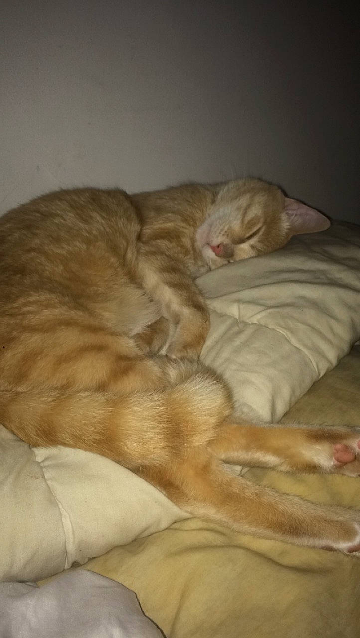 Jace participe au concours pour gagner de l'argent avec cette photo : carnivore, cat, claw, comfort, european_shorthair, fawn, felidae, fur, kitten, nap, paw, sleep, small_to_medium_sized_cats, tail, whiskers