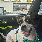 Luna joined the competition — help win amazing prizes! dog, happy_dog, teal_harness, car_interior, passenger_seat, window_view, pickup_truck, trailer, basketball_hoop, side_mirror, tongue_out, smiling, fur, pet, domestic_animal, seat, seatbelt, parking_lot, sky, trees