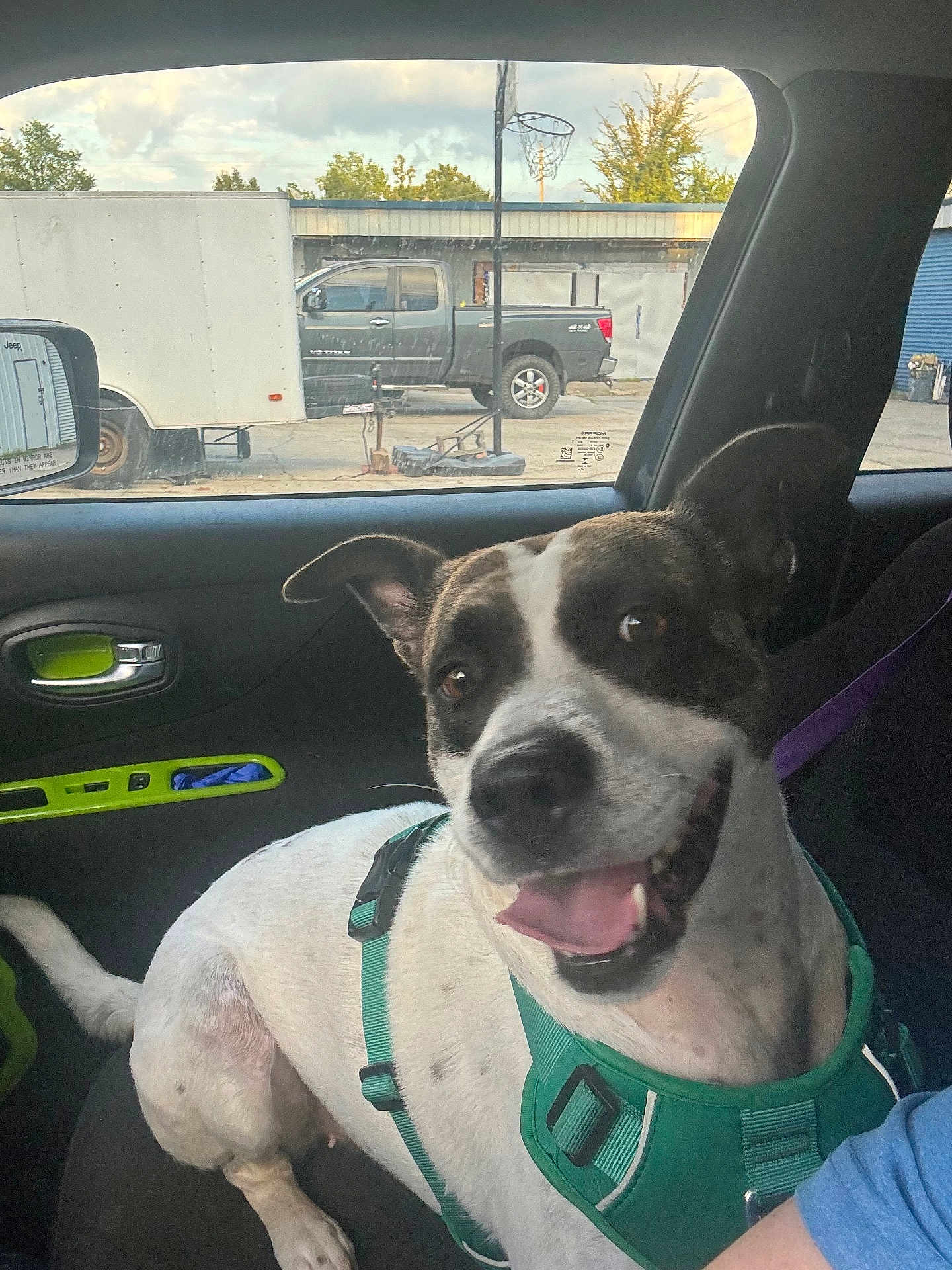 Luna joined the competition — help win amazing prizes! dog, happy_dog, teal_harness, car_interior, passenger_seat, window_view, pickup_truck, trailer, basketball_hoop, side_mirror, tongue_out, smiling, fur, pet, domestic_animal, seat, seatbelt, parking_lot, sky, trees