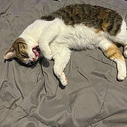 Babygirl is registered to the contest to win money with this photo: animal, blanket, cat, cozy, cute, feline, fur, indoor, lying_down, mammal, paw, pet, playful, relaxed, resting, sleepy, tabby, tongue_out, whiskers, white_fur