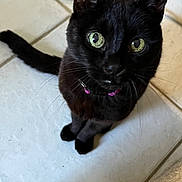 Blackie joined the competition — help win amazing prizes! black_cat, cat, green_eyes, collar, purple_collar, whiskers, ears, feline, pet, animal, portrait, close_up, sitting, indoor, tiled_floor, home, shiny_fur, long_tail, looking_at_camera, cute