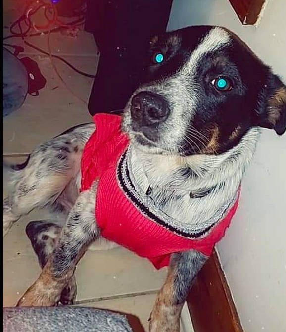 Milo Mollie-ann joined the competition — help win amazing prizes! canidae, carnivore, collar, companion_dog, dog, dog_breed, dog_clothes, dog_collar, dog_supply, eyewear, fawn, fur, leash, metal, pet_supply, selfie, snout, sporting_group, whiskers, working_animal