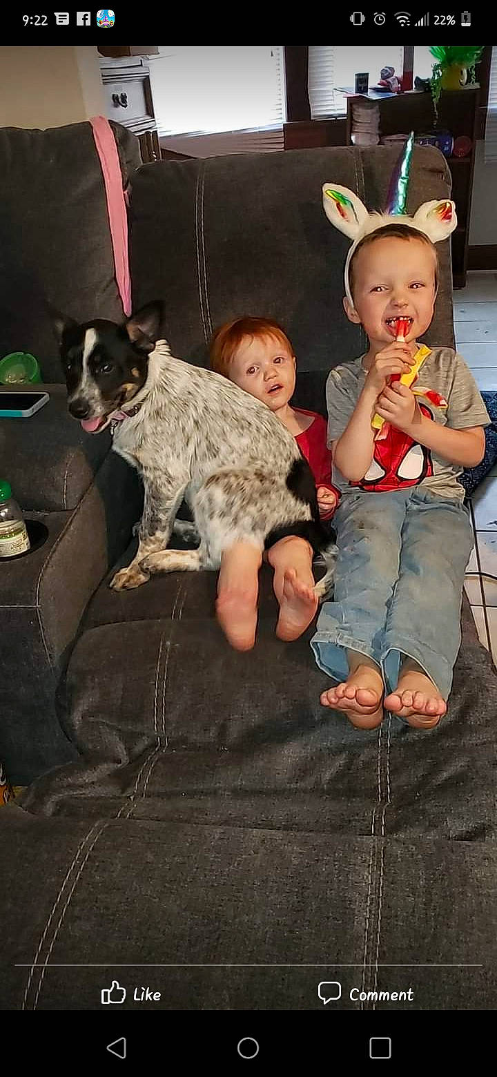 Milo Mollie-ann joined the competition — help win amazing prizes! baby, carnivore, child, companion_dog, costume, costume_hat, couch, crown, dog, event, fawn, fun, fur, hat, holiday, lap, mammal, sitting, sun_hat, toddler