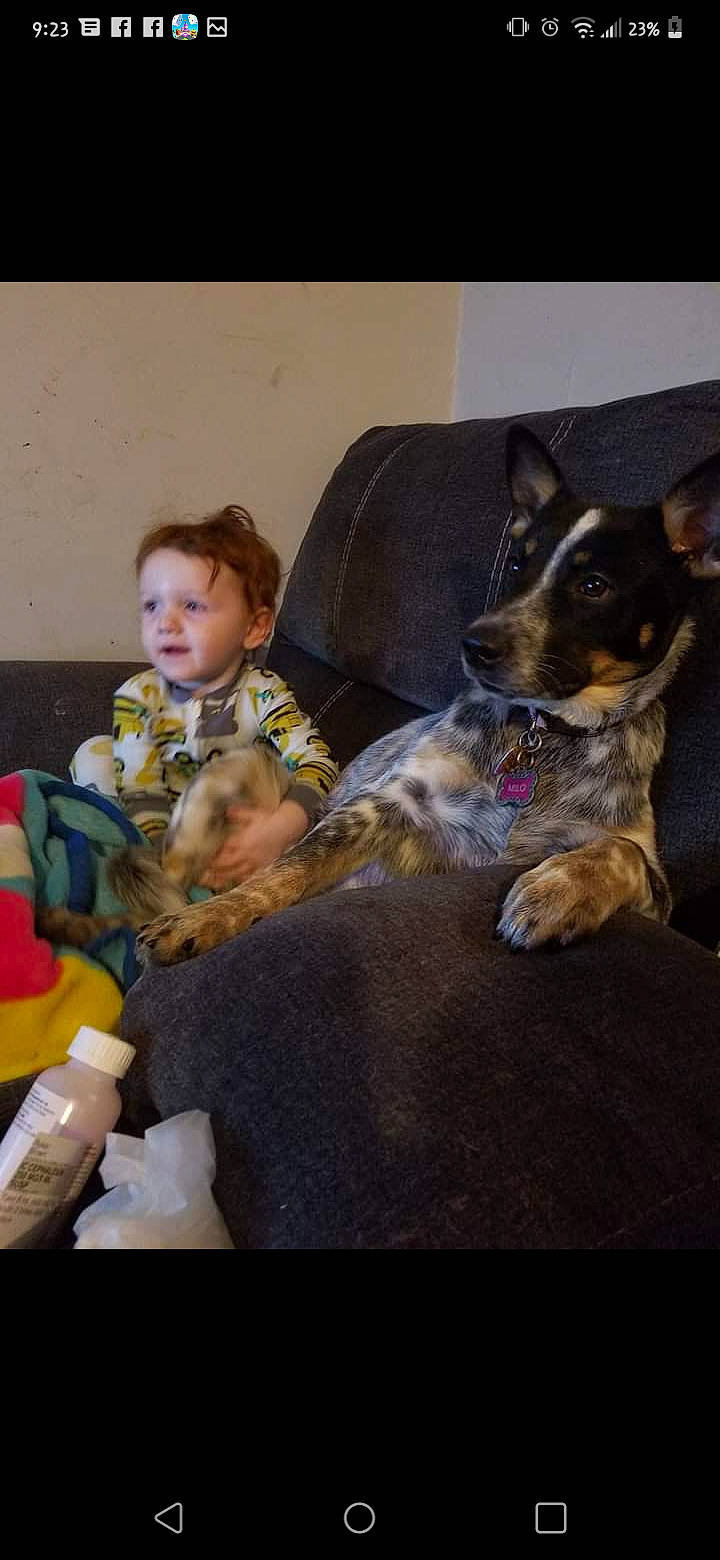 Milo Mollie-ann is registered to the contest to win money with this photo: baby, canidae, carnivore, child, comfort, companion_dog, couch, dog, dog_breed, fawn, fun, fur, guard_dog, lap, remote_control, sharing, sitting, sporting_group, stuffed_toy, toddler