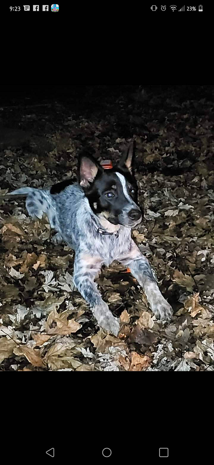 Milo Mollie-ann is registered to the contest to win money with this photo: adventure, canidae, carmine, carnivore, companion_dog, darkness, dog, dog_breed, fawn, guard_dog, hunting_dog, non_sporting_group, rock, snout, soil, sporting_group, tail, terrestrial_animal, working_animal, working_dog