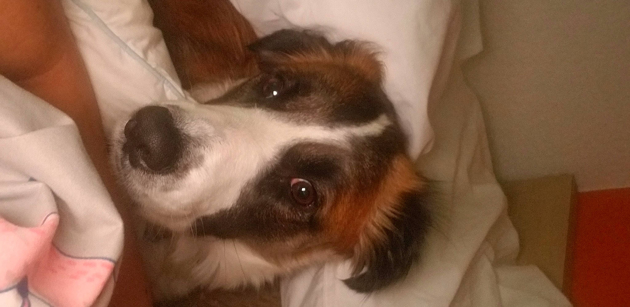 Melady joined the competition — help win amazing prizes! canidae, carnivore, comfort, companion_dog, dog, dog_breed, ear, fawn, fur, giant_dog_breed, herding_dog, paw, puppy, snout, sporting_group, whiskers, working_animal, working_dog