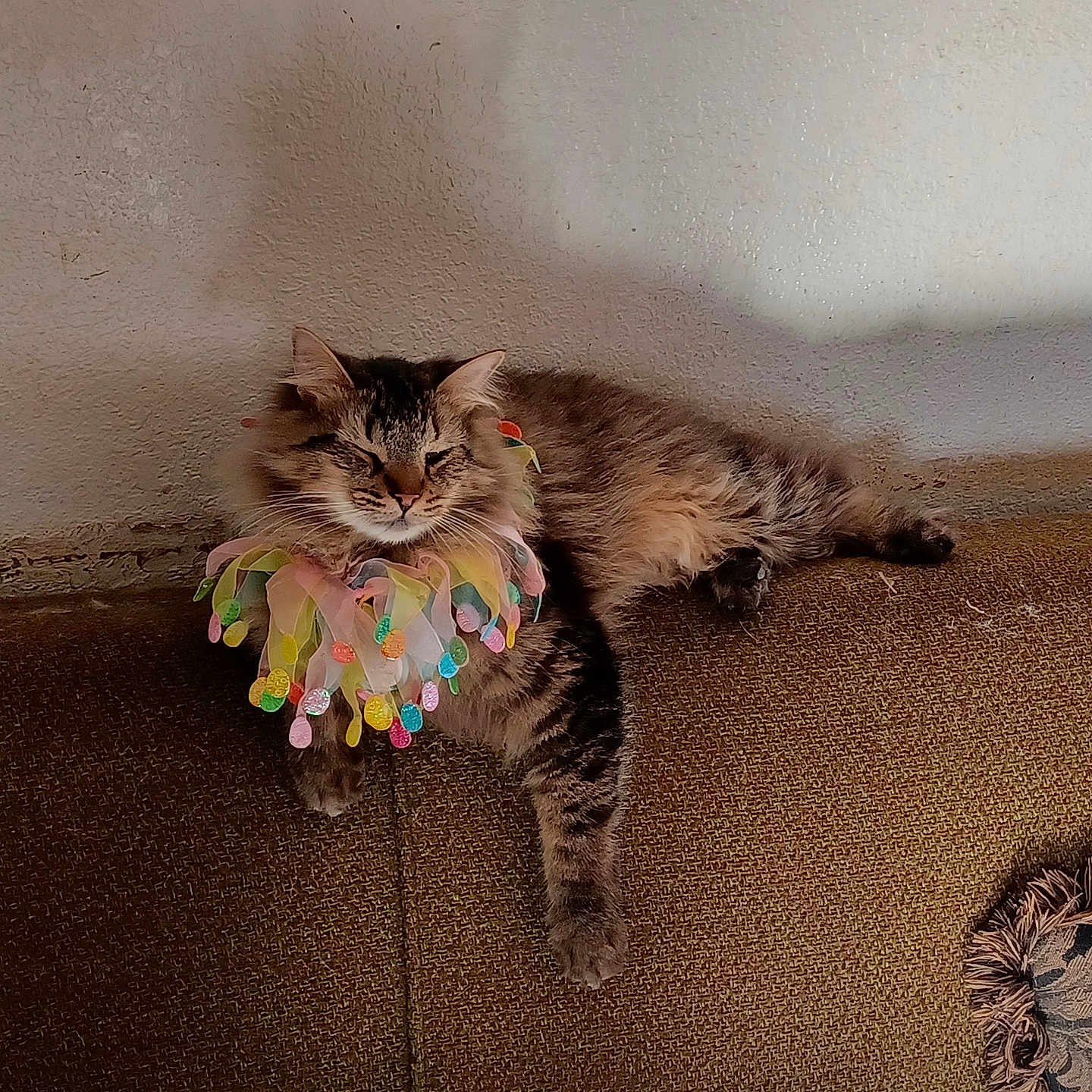 Star joined the competition — help win amazing prizes! abyssinian, accessories, animal, architecture, building, cat, chair, couch, cushion, furniture, hardwood, homedecor, indoors, kitten, livingroom, manx, pet, room, wall, wood