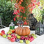 cat, tabby_cat, pumpkin, apples, figs, lantern, autumn_leaves, outdoor, table, fruit, greenery, red_leaves, garden, nature, fall, decor, still_life, plant, rustic, curious_cat