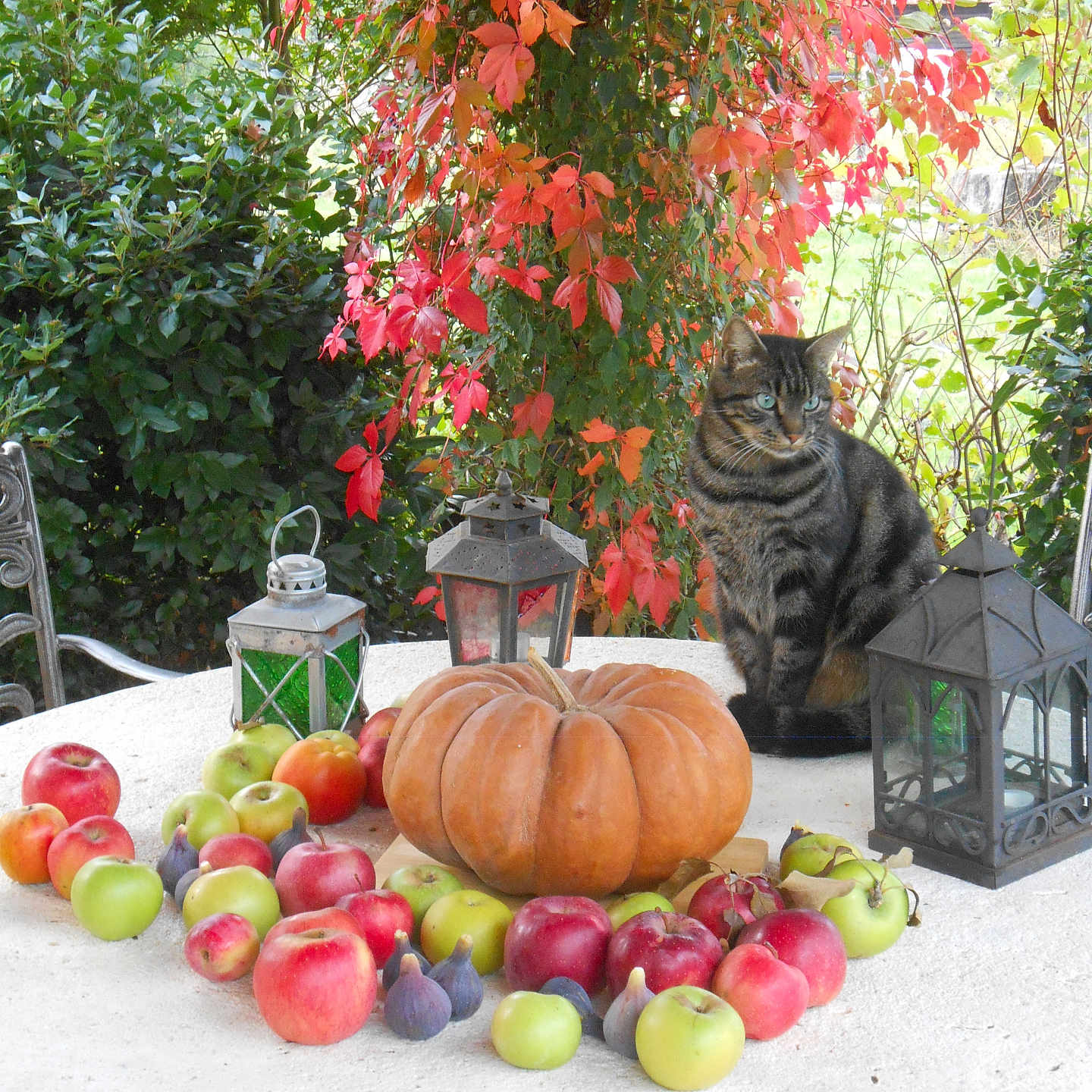 Tigrou a rejoint le concours — aidez-le/la à gagner de superbes lots ! apples, autumn_leaves, cat, curious_cat, decor, fall, figs, fruit, garden, greenery, lantern, nature, outdoor, plant, pumpkin, red_leaves, rustic, still_life, tabby_cat, table