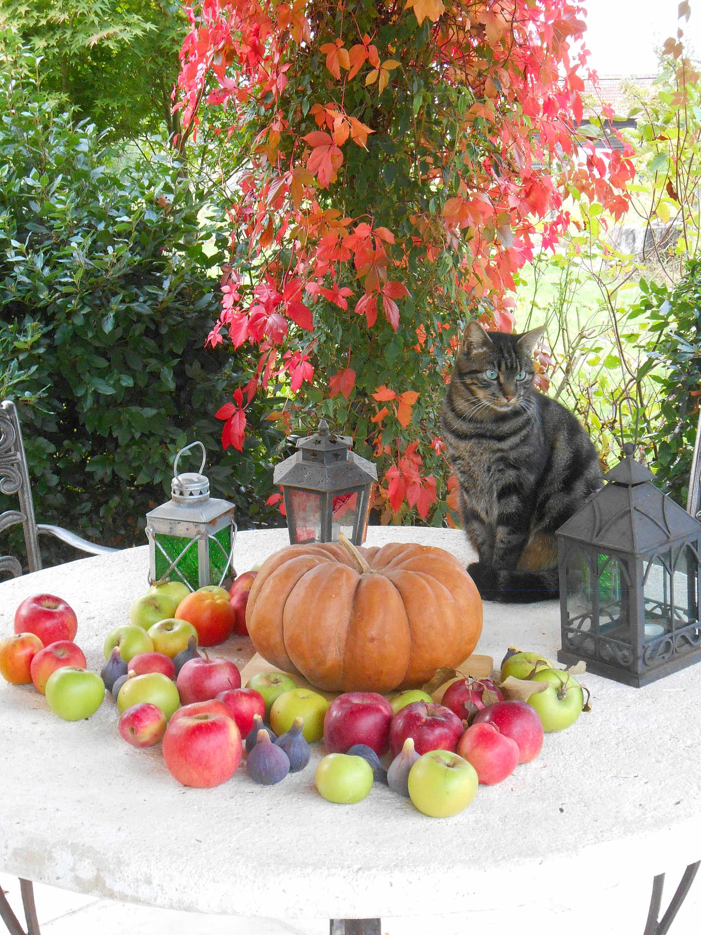 Tigrou a rejoint le concours — aidez-le/la à gagner de superbes lots ! cat, tabby_cat, pumpkin, apples, figs, lantern, autumn_leaves, outdoor, table, fruit, greenery, red_leaves, garden, nature, fall, decor, still_life, plant, rustic, curious_cat