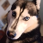 Traxx is registered to the contest to win money with this photo: dog, husky, blue_eyes, pet, animal, close_up, indoor, fur, portrait, canine, mammal, companion, house, face, ears, collar, domestic_animal, looking, furry, cute