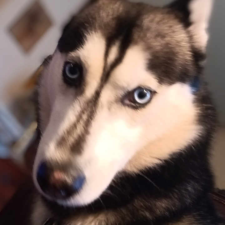 Traxx is registered to the contest to win money with this photo: animal, blue_eyes, canine, close_up, collar, companion, cute, dog, domestic_animal, ears, face, fur, furry, house, husky, indoor, looking, mammal, pet, portrait