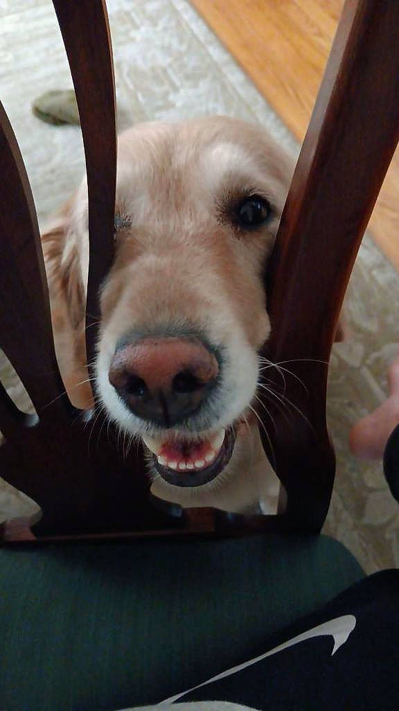 Sammie joined the competition — help win amazing prizes! canidae, carnivore, collar, comfort, companion_dog, dog, dog_breed, dog_collar, ear, fawn, fur, jaw, paw, selfie, snout, sporting_group, vehicle, whiskers, wood, working_animal