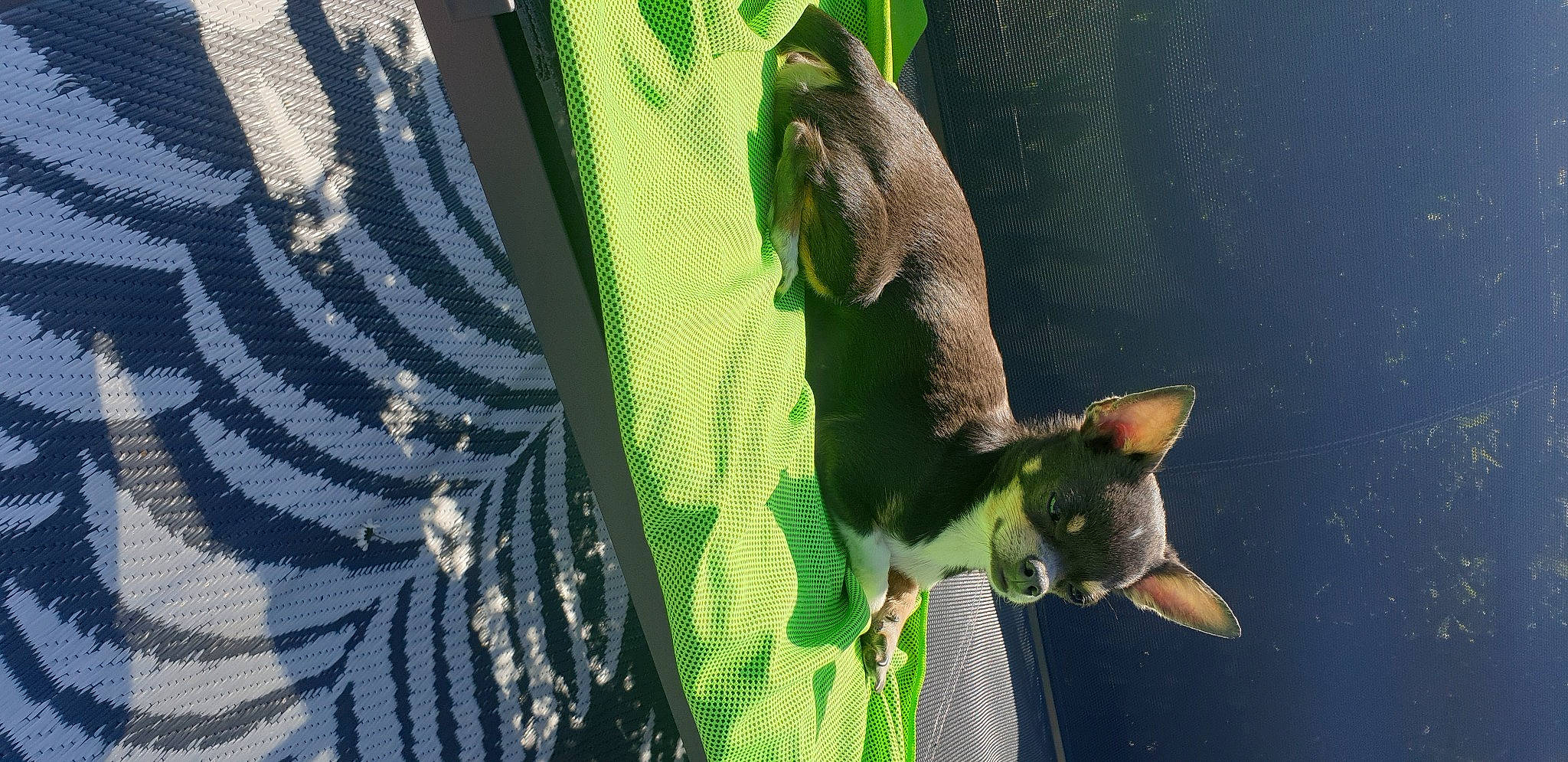 Ruby participe au concours pour gagner de l'argent avec cette photo : amphibian, beak, electric_blue, felidae, grass, green, mammal, organism, plant, reptile, rodent, snout, tail, terrestrial_animal, terrestrial_plant, tree, trunk, whiskers, wildlife, wing