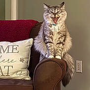 Smokey joined the competition — help win amazing prizes! armrest, blanket, brown, cat, collar, couch, cozy, feline, fluffy, fur, gray, home, indoor, living_room, pet, pillow, tail, tongue_out, white, yawning