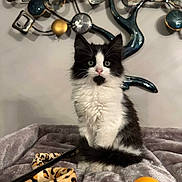 Arlequin a rejoint le concours — aidez-le/la à gagner de superbes lots ! kitten, black_and_white, cat, plush_blanket, toy, ping_pong_ball, indoor, pet, feline, animal, fur, playful, cute, young, resting, closeup, decor, wall_art, leopard_print, soft