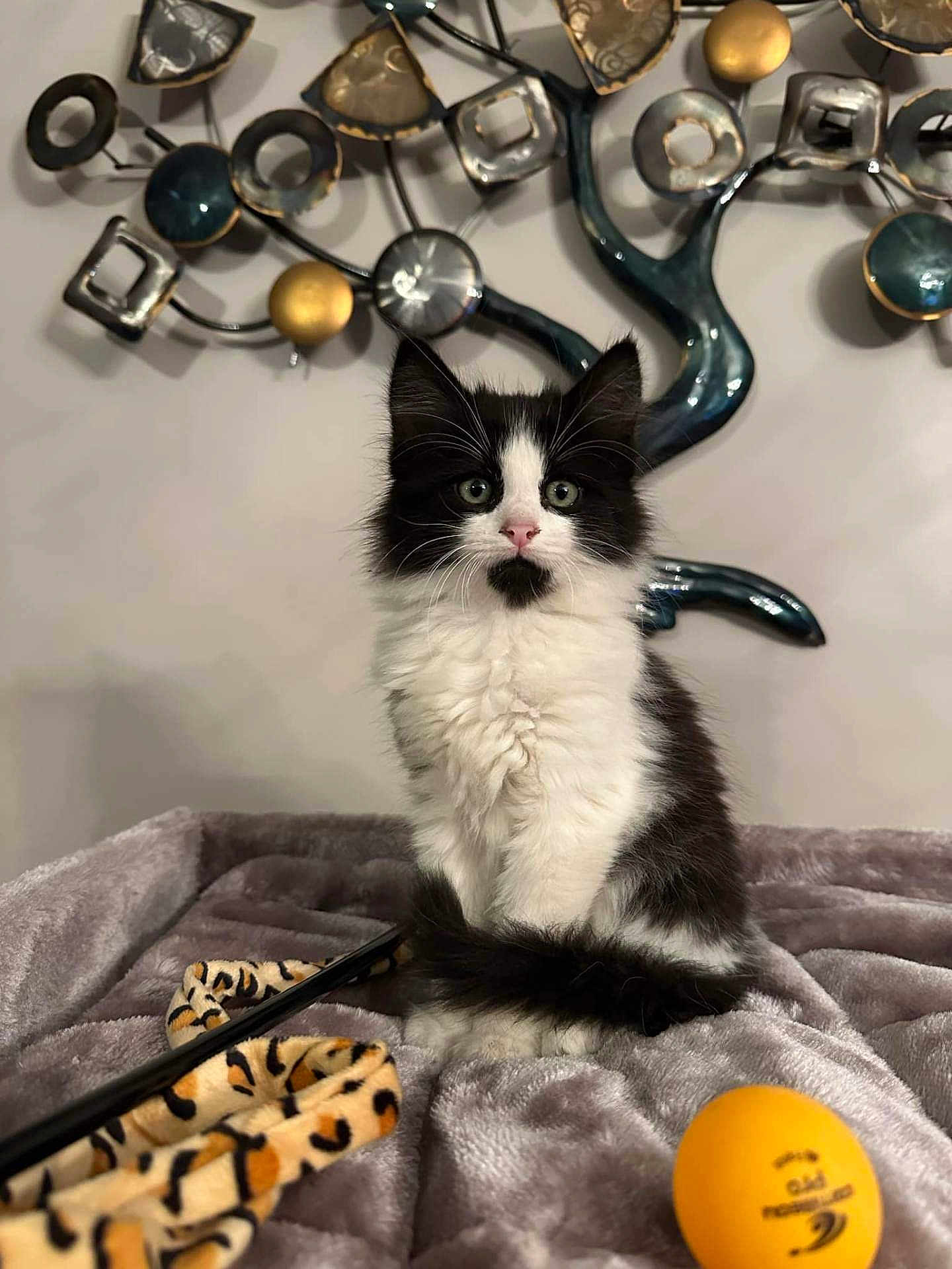 Arlequin a rejoint le concours — aidez-le/la à gagner de superbes lots ! kitten, black_and_white, cat, plush_blanket, toy, ping_pong_ball, indoor, pet, feline, animal, fur, playful, cute, young, resting, closeup, decor, wall_art, leopard_print, soft