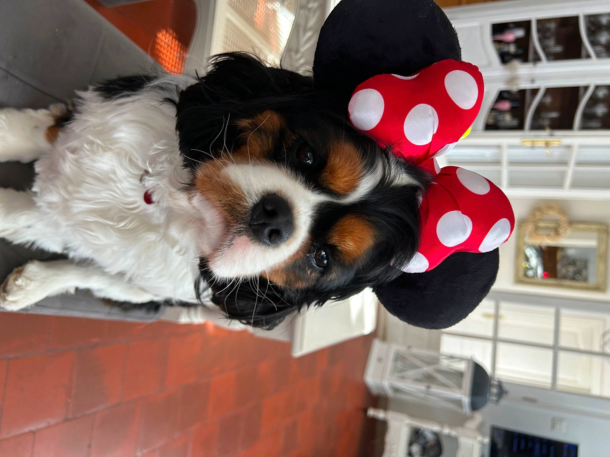Sunny participe au concours pour gagner de l'argent avec cette photo : canidae, carmine, carnivore, cavalier_king_charles_spaniel, collar, companion_dog, dog, dog_breed, dog_supply, fashion_accessory, fawn, fur, pattern, paw, snout, spaniel, sporting_group, toy_dog, whiskers, working_animal