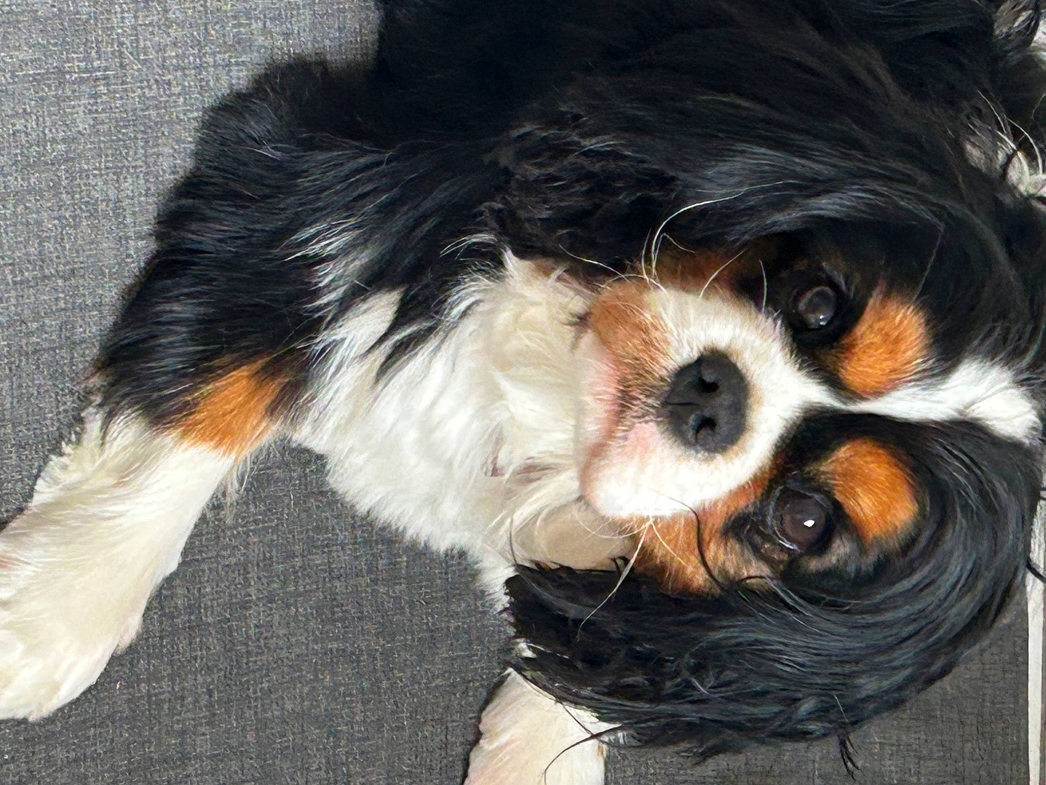 Sunny participe au concours pour gagner de l'argent avec cette photo : canidae, carnivore, cavalier_king_charles_spaniel, companion_dog, dog, dog_breed, dog_supply, fur, king_charles_spaniel, liver, mal_shi, non_sporting_group, small_terrier, snout, spaniel, sporting_group, terrier, toy_dog, whiskers, working_animal