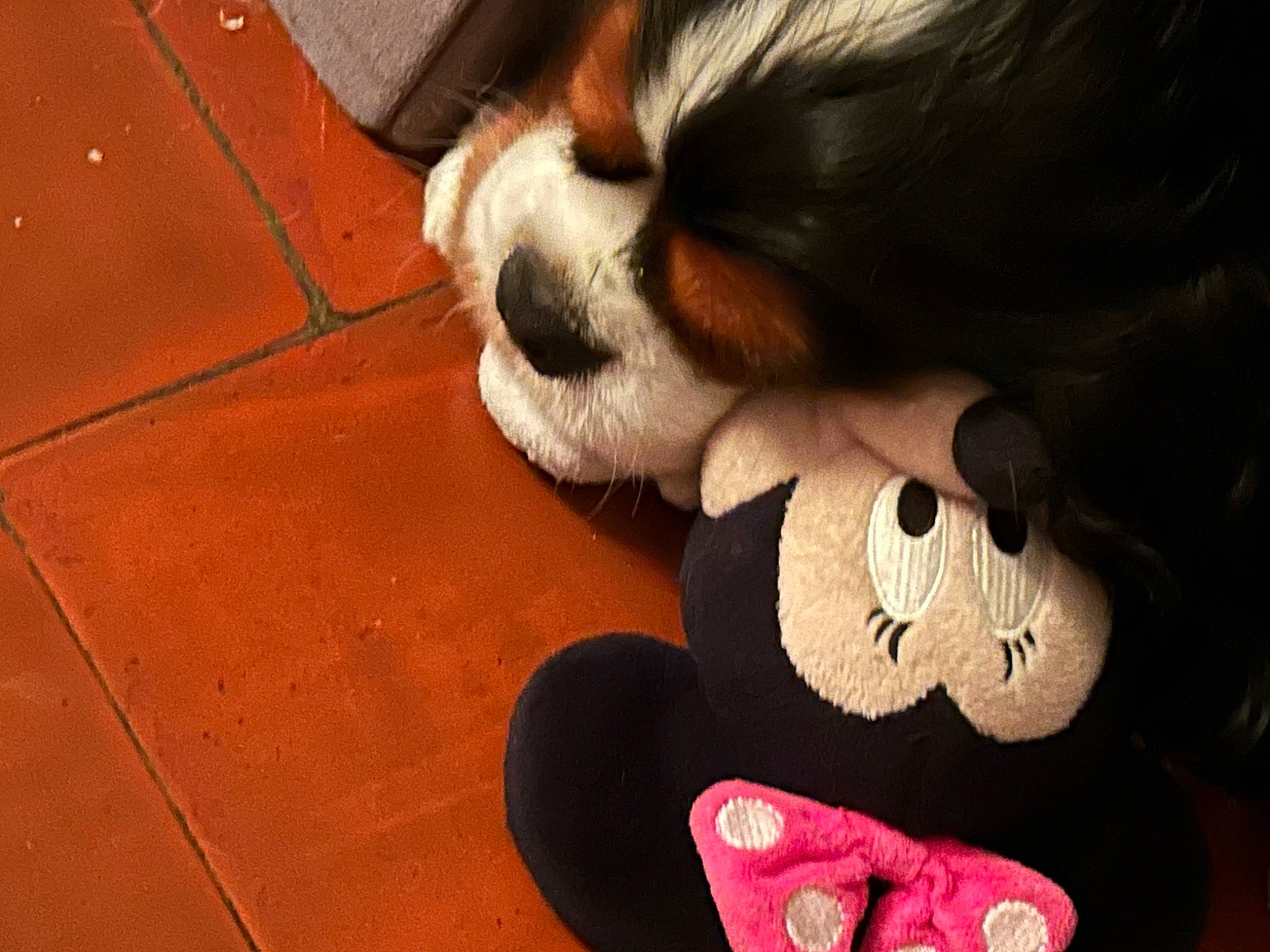 Sunny participe au concours pour gagner de l'argent avec cette photo : bangs, carmine, carnivore, cavalier_king_charles_spaniel, companion_dog, dog, dog_breed, eyewear, fashion_accessory, flooring, fur, hardwood, paw, slipper, spaniel, stuffed_toy, toy, toy_dog, whiskers, wood