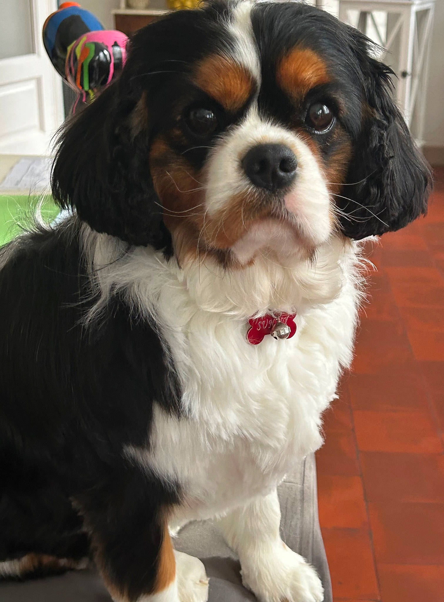 Sunny a rejoint le concours — aidez-le/la à gagner de superbes lots ! canidae, carnivore, cavalier_king_charles_spaniel, companion_dog, dog, dog_breed, dog_supply, door, formal_wear, fur, king_charles_spaniel, liver, snout, spaniel, sporting_group, toy_dog, whiskers, working_animal, working_dog