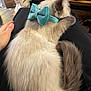 animal, blue_bow, cat, collar, comfort, cozy, cute, domestic, feline, fluffy, furry, hand, indoor, lap, pet, relaxed, resting, sleeping, soft, tail