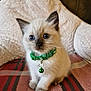 kitten, cat, blue_eyes, green_collar, bell, fluffy, pet, cute, indoor, blanket, plaid, soft, fur, sitting, young, domestic_animal, whiskers, curious, cozy, closeup