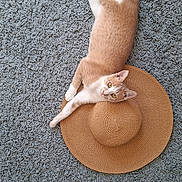 Abricot a rejoint le concours — aidez-le/la à gagner de superbes lots ! cat, orange_cat, white_cat, carpet, woven_hat, sunhat, pet, animal, indoor, relaxing, laying_down, curious, fur, whiskers, paws, tail, texture, floor, domestic_animal, cute