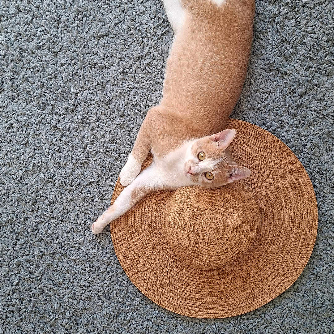 Abricot