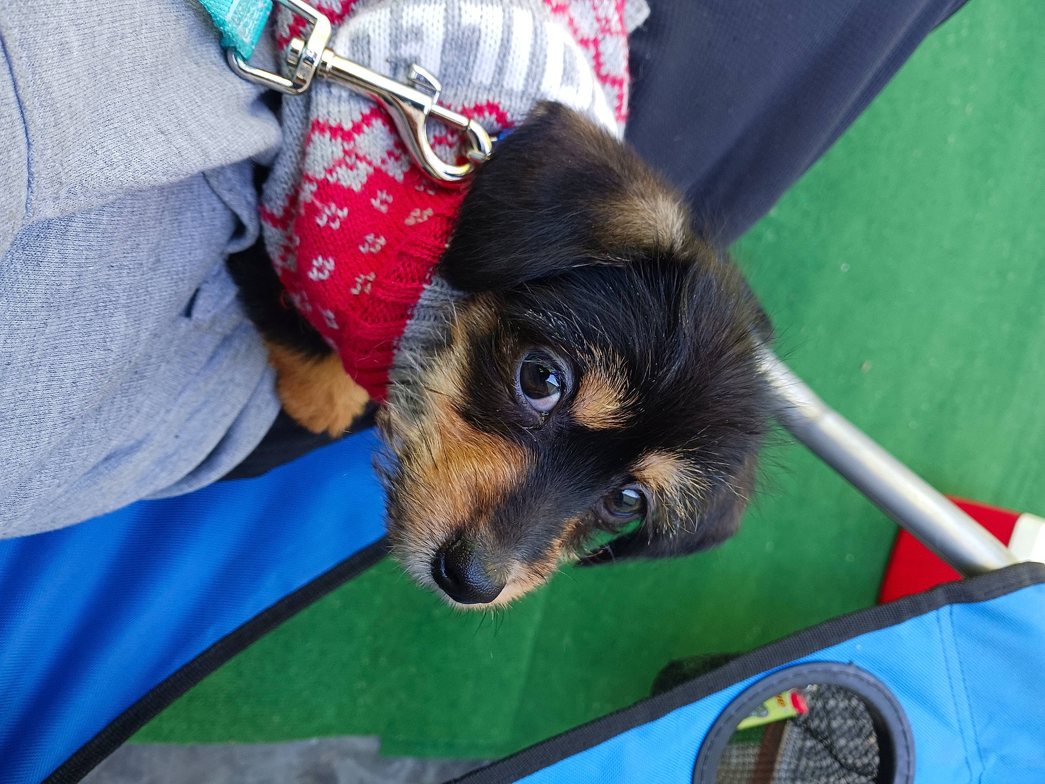 Axle joined the competition — help win amazing prizes! canidae, carnivore, companion_dog, dog, dog_breed, fur, pet_supply, plaid, snout, sporting_group, tartan, toy_dog, working_animal