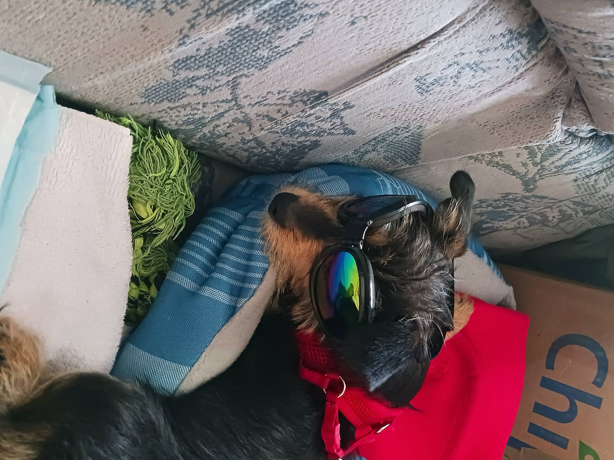 Axle joined the competition — help win amazing prizes! bag, comfort, companion_dog, dog_breed, eyewear, fashion_accessory, fawn, felidae, fun, fur, grass, leisure, linens, luggage_and_bags, room, sporting_group, stuffed_toy, sunglasses, textile, toy