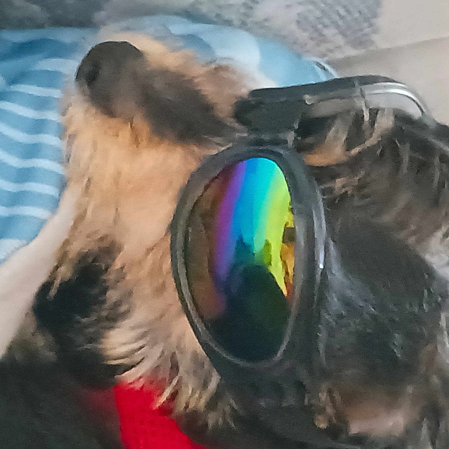 Axle joined the competition — help win amazing prizes! canidae, carnivore, companion_dog, dog, dog_breed, dog_supply, eyewear, fashion_accessory, fawn, feather, fun, fur, goggles, liver, personal_protective_equipment, snout, sporting_group, toy_dog, whiskers, working_animal